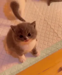 🧐 d0cc5c48 子猫, 猫, ペット, 動物, かわいい, 家猫 telegram sticker