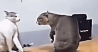 😾 e640cf24 猫, 動物, ペット, 猫 telegram sticker