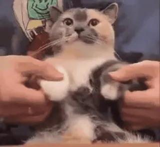 🐱 e6e583f6 猫, ペット, 動物, かわいい, 面白い, 手 telegram sticker