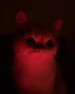 😈 e8697591 猫, 動物, ペット, 赤い光, 光る, 目, 暗い telegram sticker