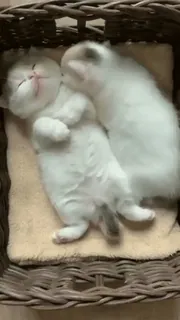 Pisi Pack 2: Revenge of the Snaccs whatsapp stickers