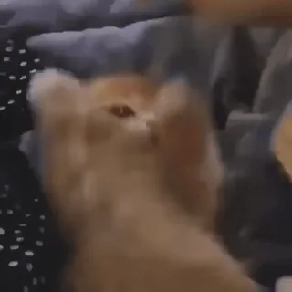 🐱 feee0abd 猫, 子猫, ペット, 動物, かわいい, オレンジ, 家猫 telegram sticker