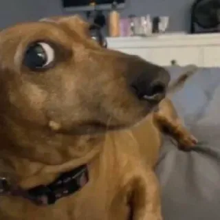 🐕 4c639632 perro, teckel, animal, mascota, ojos, gracioso telegram sticker