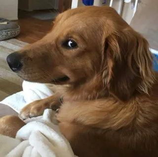 🐕 501bd9ab perro, golden retriever, mascota, animal, lindo, mamífero telegram sticker