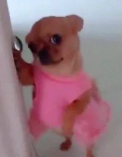 🐕 7b151a3a perro, chihuahua, animal, lindo, mascota, vestido rosa telegram sticker