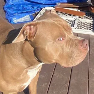 🐕 92d4e3fc perro, animal, mascota, animal doméstico, pitbull telegram sticker