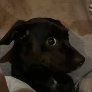 🐕 9b501e88 perro, animal, mascota, lindo telegram sticker