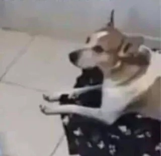 🐕 a0122eab perro, animal, mascota, lindo telegram sticker