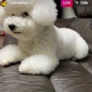 🐕 b9e74de3 oohsehun perro, perro blanco, esponjoso, en vivo, oohsehun telegram sticker