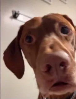 🐕 d20edf87 perro, vizsla, animal, mascota, retrato telegram sticker