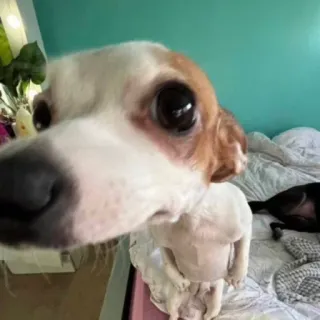 🐕 ee1c7dcb perro, animal, mascota, retrato telegram sticker