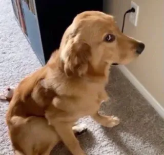 🐕 f170a7d7 perro, golden retriever, animal, mascota telegram sticker