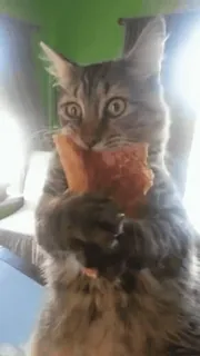 🍕 3428bcd8 chat, pizza, manger, animal, drôle, mignon, animal de compagnie telegram sticker