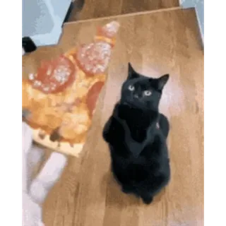 🍕 78f7f432 chat, pizza, nourriture, animal de compagnie, animal, chat noir telegram sticker