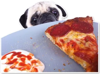 😋 405bc6a5 pies, mops, pizza, jedzenie, słodki, zwierzę telegram sticker