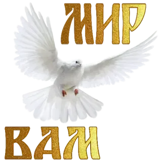 ❤️ 1569ae03 МИР ВАМ 비둘기, 평화, 새, 인사, 평화를 빕니다 telegram sticker