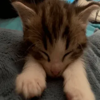 😮‍💨 2cf9b77e 새끼 고양이, 고양이, 자는, 귀여운, 동물, 애완 동물 telegram sticker
