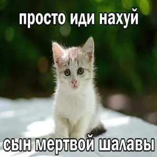 😍 66f63abb просто иди нахуй
сын мертвой шалавы 고양이, 새끼 고양이, 모욕적, 불쾌한, 러시아어 telegram sticker