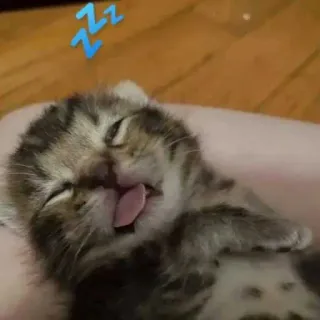 😭 c36712b2 새끼 고양이, 고양이, 자는, 동물, 애완 동물, 귀여운, 졸린 telegram sticker