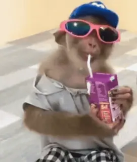 😎 e6321ef5 monyet, kacamata hitam, jus, imut, binatang, lucu whatsapp sticker