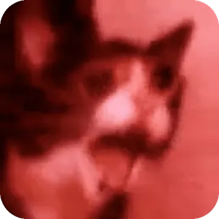 😅 66589415 แมว, สัตว์, สีแดง, มีม telegram sticker