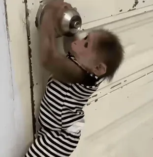 😎 00f5f2ee singe, animal, porte, rayure, mignon, bébé telegram sticker