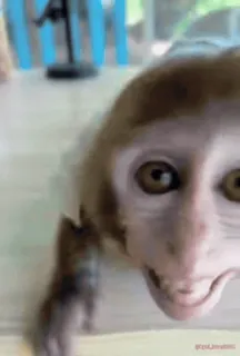 🐵 15d19833 singe, animal, primate, mignon, faune telegram sticker