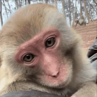 😍 18476f31 singe, animal, mammifère, primate, faune, nature telegram sticker