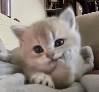 🥰 230da8db chaton, chat, doigt d'honneur, geste obscène, mignon, animal, animal de compagnie telegram sticker