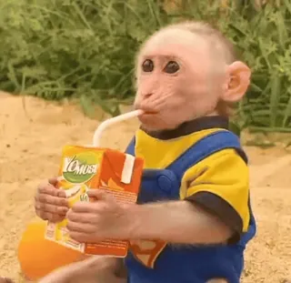 🧃 3b3f8846 singe, animal, jus, boisson, boire, mignon telegram sticker