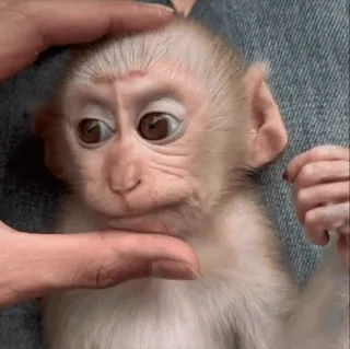 😡 41372c49 singe, animal, bébé singe, mignon, primate, mammifère telegram sticker