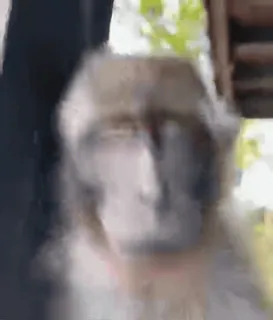 😈 4448385b singe, animal, singe, mammifère, faune, nature telegram sticker