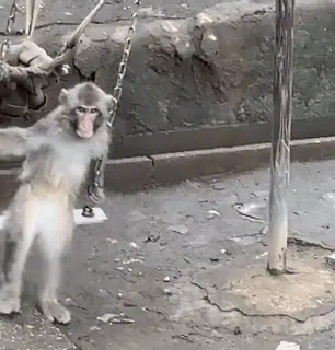 🙊 4e78545a singe, animal, primate, balançoire, faune, extérieur telegram sticker