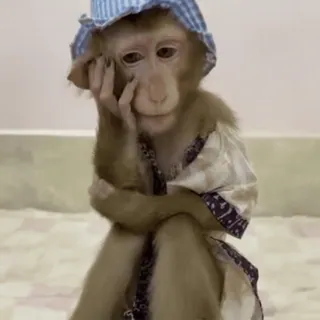 🌟 608e8e92 singe, animal, mignon, drôle, endormi, chapeau, pyjama telegram sticker