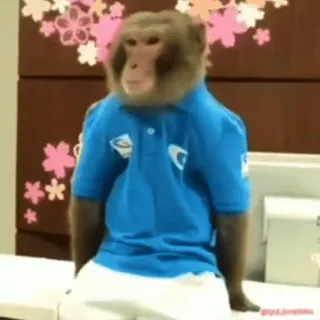 👏 6998e89a singe, animal, primate, chemise bleue telegram sticker