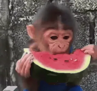 🍉 7c078411 singe, bébé singe, pastèque, animal, mignon, primate telegram sticker