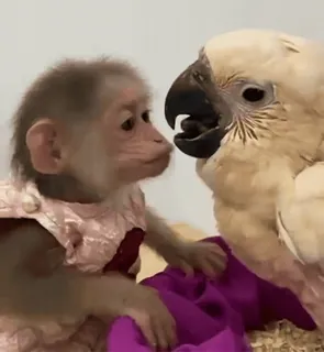 Ленович 0 telegram stickers