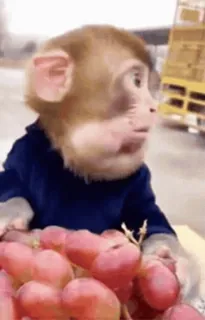😳 ae24e6b7 singe, raisins, animal, mignon, animal de compagnie telegram sticker