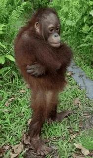 😡 af2ad272 Orang-outan, Singe, Animal, Faune, Forêt, Nature telegram sticker