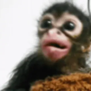 🥹 c56bedaa singe, mignon, animal, bébé telegram sticker