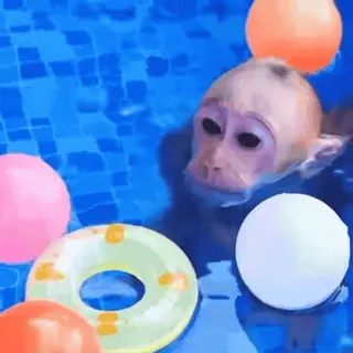 🌊 c78b4d03 singe, piscine, nage, eau, animal, mignon, été telegram sticker