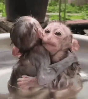 🤍 d671d2a2 singes, câlin, animaux, mignon, amitié telegram sticker