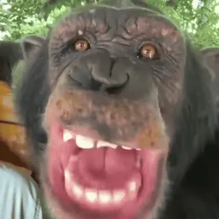 😁 dd8f9a5a chimpanzé, singe, animal, primate, faune sauvage, mammifère, zoo, jungle telegram sticker
