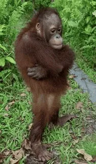 🌟 f1d8c31c Orang-outan, Animal, Faune, Singe, Grand singe, Primate, Forêt, Jungle telegram sticker