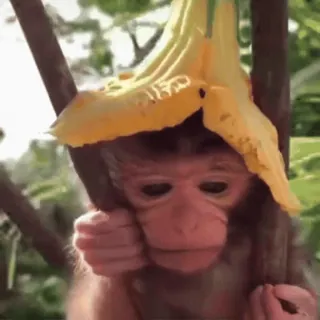🥹 f4f1ad6f singe, animal, mignon, nature, fleur, bébé singe telegram sticker