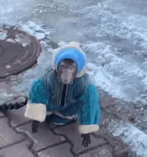 ❄️ f7cc55df singe, animal, vêtement, hiver, froid telegram sticker