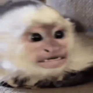 😡 f881fd5b singe, animal, mammifère, singe capucin, capucin à face blanche, primate telegram sticker