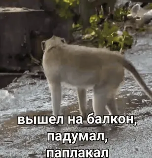 Бибизянки 6 > @bibizyankii telegram stickers