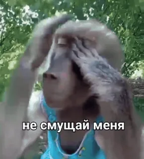 😜 1585d0e3 не смущай меня mono, meme, gracioso, animal, avergonzado, lindo telegram sticker