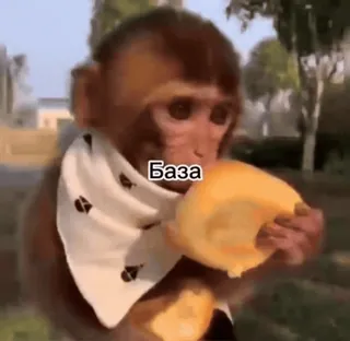 😱 589e9936 База mono, comida, animal, lindo, pan telegram sticker